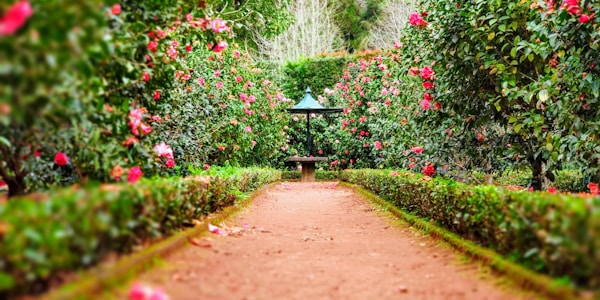 Jardín de plantas medicinales y aromáticas