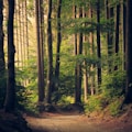 Sostenibilidad ambiental